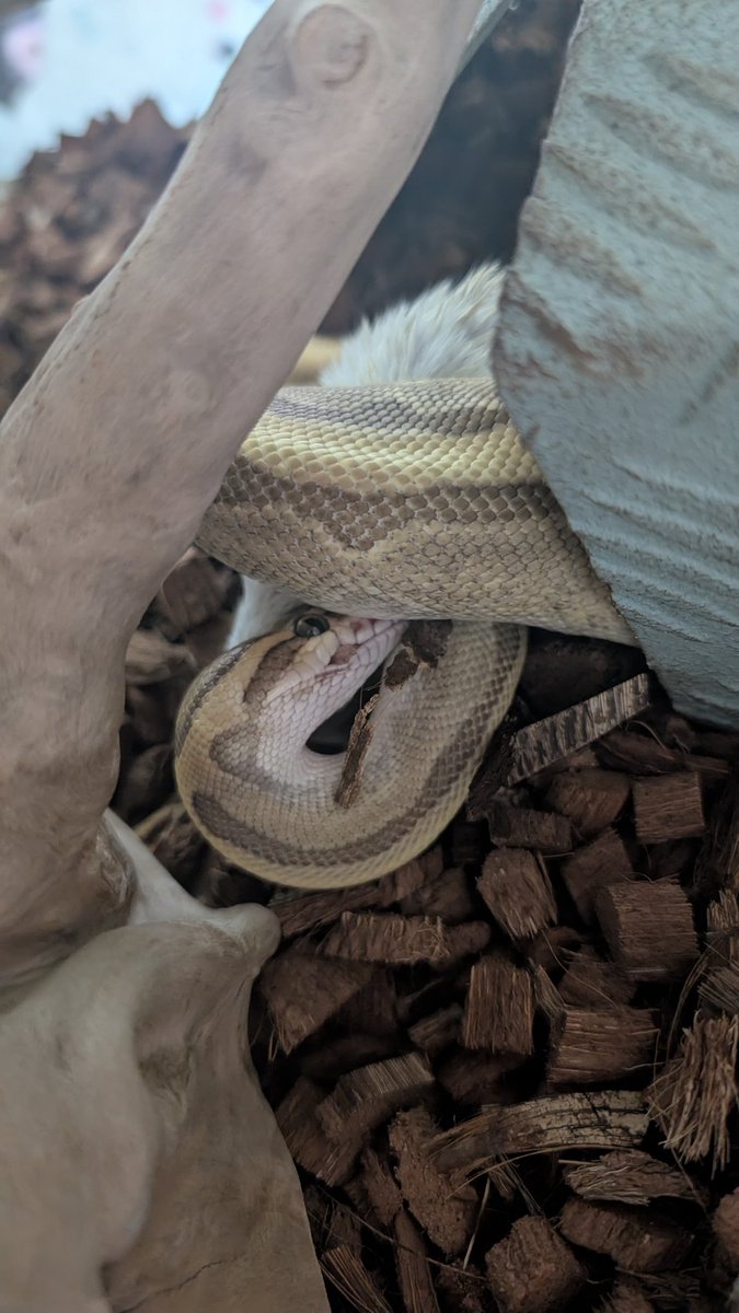 mike206412's tweet image. ご飯取った?!ってぷんすか
 #ボールパイソン  #爬虫類好きさんと繋がりたい  #ballpython