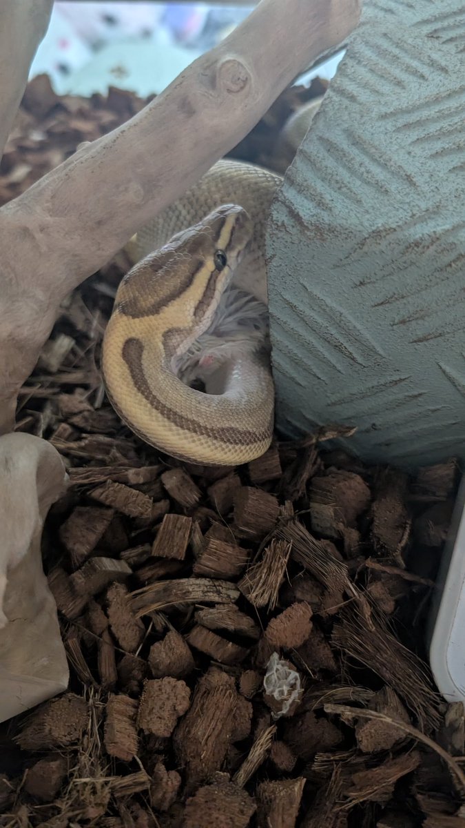 mike206412's tweet image. ご飯取った?!ってぷんすか
 #ボールパイソン  #爬虫類好きさんと繋がりたい  #ballpython