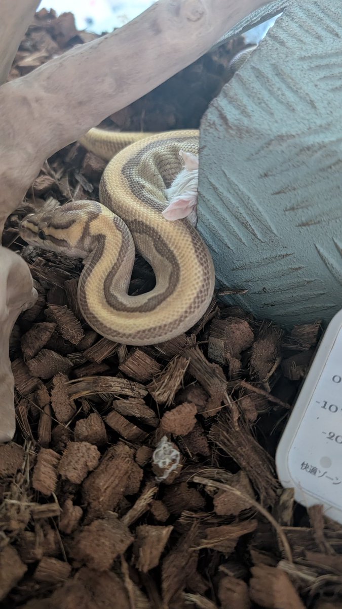 mike206412's tweet image. ご飯取った?!ってぷんすか
 #ボールパイソン  #爬虫類好きさんと繋がりたい  #ballpython