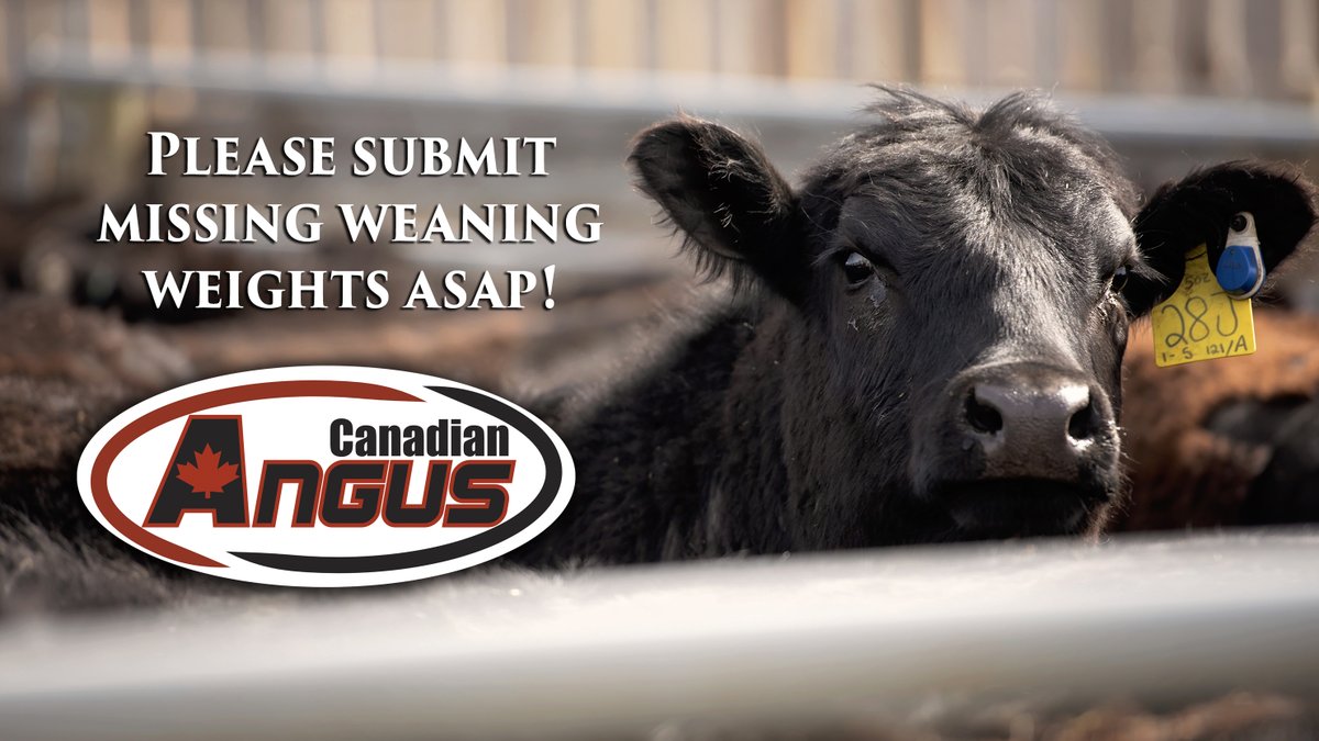 Attn #cdnangus members: please resolve any pending registrations (check your RFIs) and submit your weaning weights ASAP for inclusion in the next genetic evaluation.