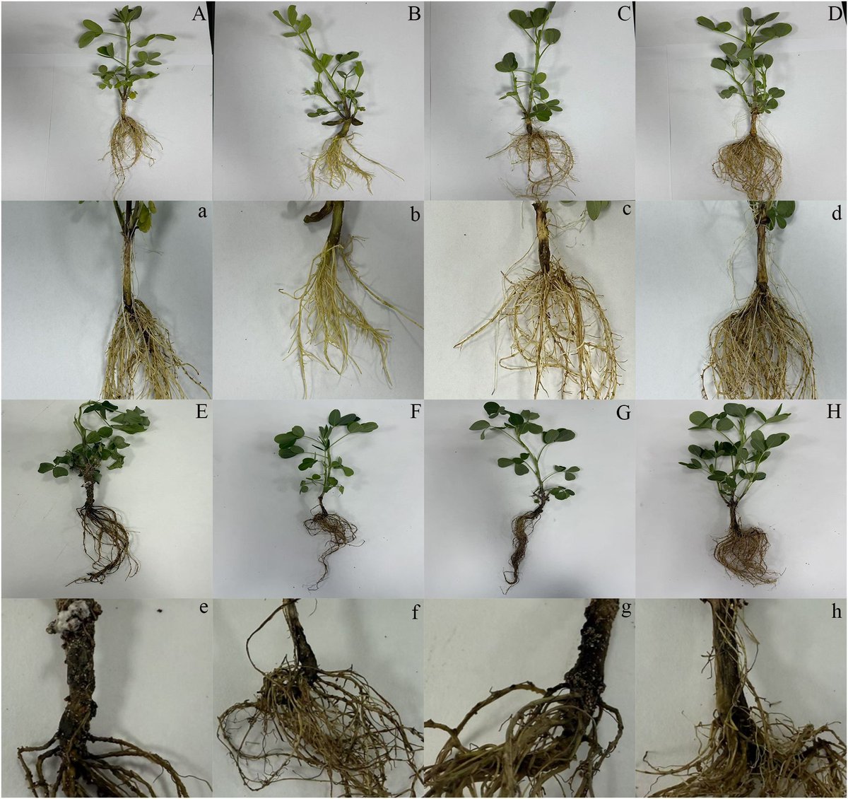 Plant Science tweet media