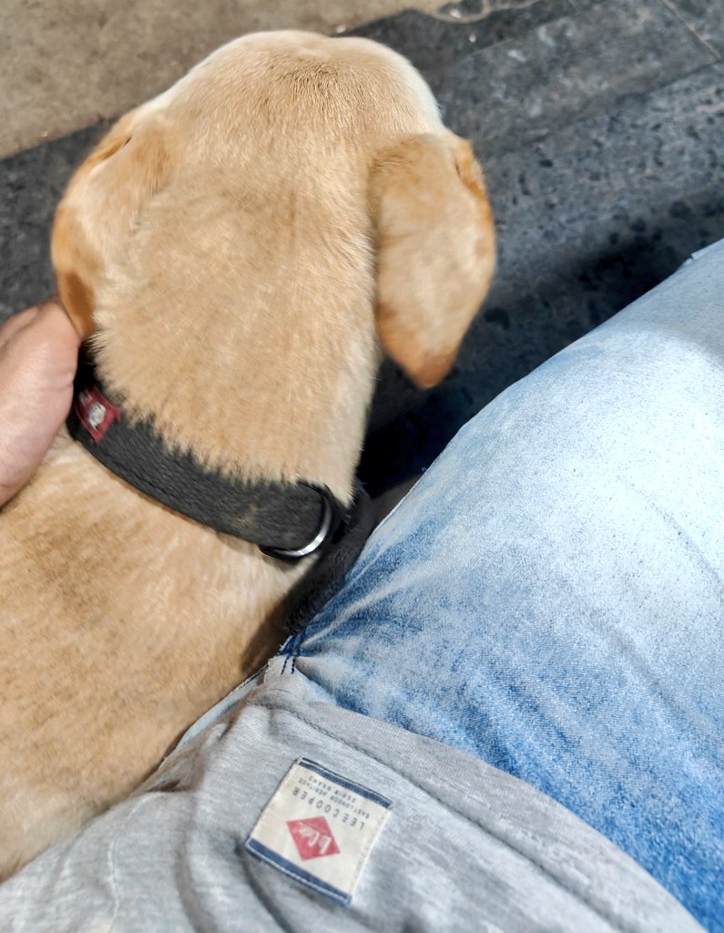 satyajitkalaska's tweet image. They always reside, these sacred souls they just resonate everytime , taking me back to self again!!  🌻🐾🐕 

#selfmusing💫 #pawful #toself #afterdays #reallife