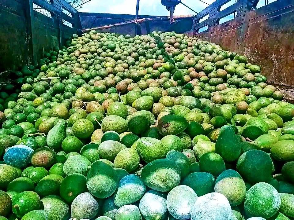 numeri_shemsu's tweet photo. Godina Jimmaa
Aanaa Sigimoo.
Bu’aa Ashaaraa Magariisaa fi Initiative Misooma Avokaadoo. 
Jijjiirama biyya keenyaa qabatamaan fiduun kan danda’amu cichoominaan hojjachuu qofaani. 
Daandiin Keenya Ida’amuu
Galmi keenya badhaadhina! https://t.co/WiVtw86ZG8