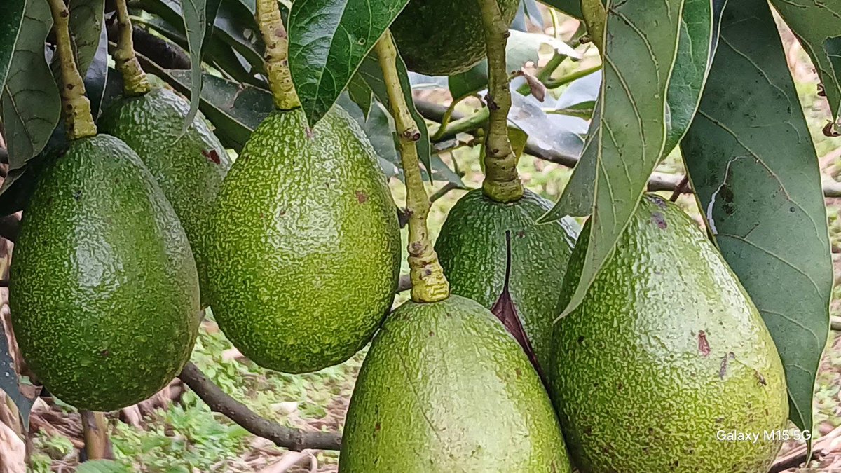 numeri_shemsu's tweet photo. Godina Jimmaa
Aanaa Sigimoo.
Bu’aa Ashaaraa Magariisaa fi Initiative Misooma Avokaadoo. 
Jijjiirama biyya keenyaa qabatamaan fiduun kan danda’amu cichoominaan hojjachuu qofaani. 
Daandiin Keenya Ida’amuu
Galmi keenya badhaadhina! https://t.co/WiVtw86ZG8