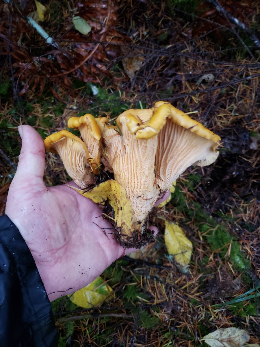 Pacific Golden Chanterelle mushroom foraged in Oregon