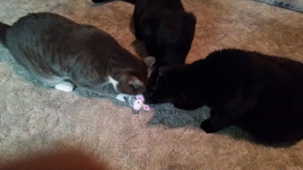 Cat Toys That Cats Do Not Like  #laurascats #catsofinstagram #catsoffacebook  #catsoftwitter #catsarefamily #calmingeffectsofcats  #catsrule #catlovers cattaleswithlaura.com/2025/10/27/cat…