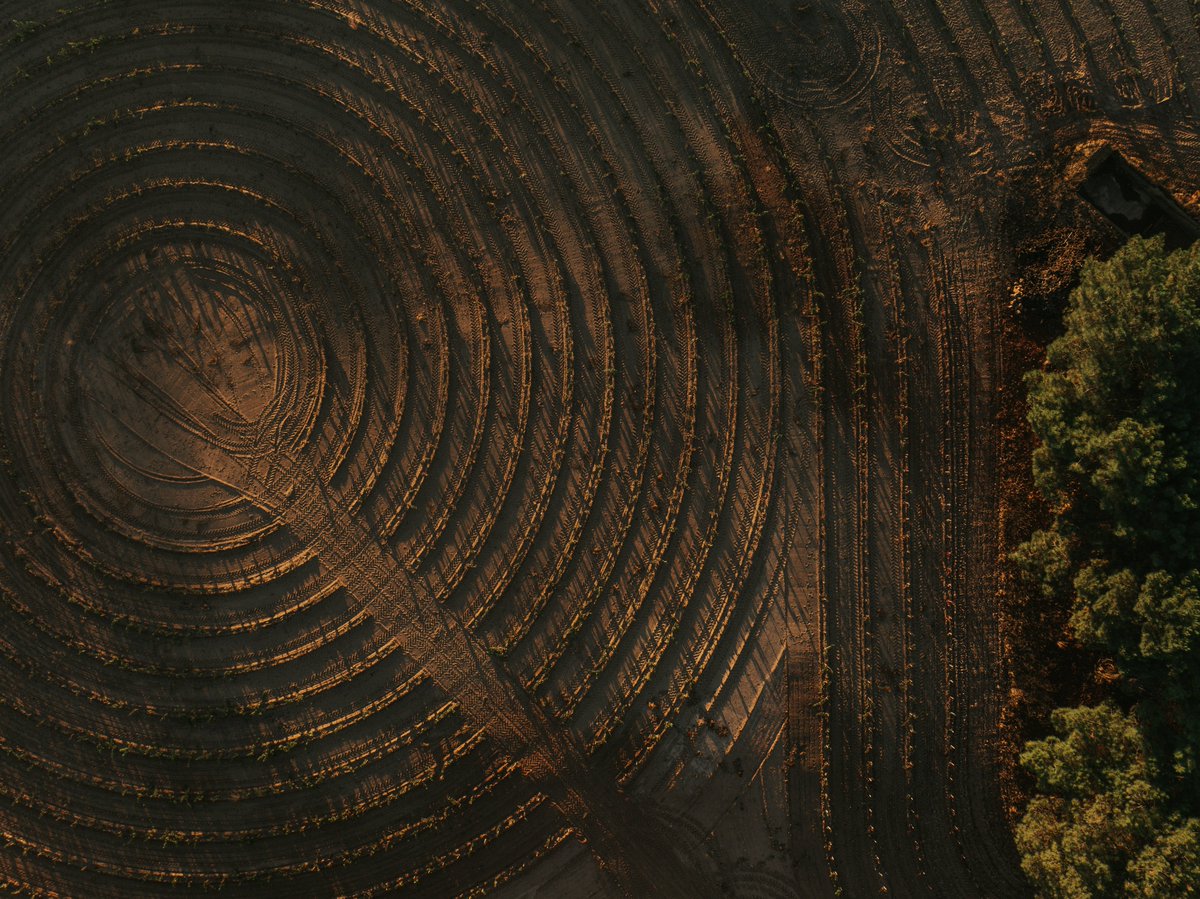 Así avanza nuestro viñedo en espiral de Áster, el primero de estas características en España. Un proyecto pionero de I+D+i en <a href="/DORibera/">Ribera Del Duero</a> , diseñado para estudiar cómo influye la exposición solar en todas las orientaciones del viñedo y cómo cada giro de la espiral aporta matices