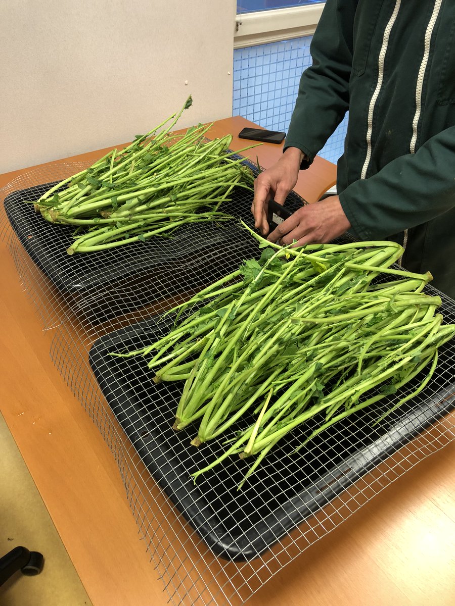 Est-ce que vous avez déjà mis en place vos #berlese ? 
✅Petit rappel de comment et pourquoi 👇🔗terresinovia.fr/-/larves-de-gr…