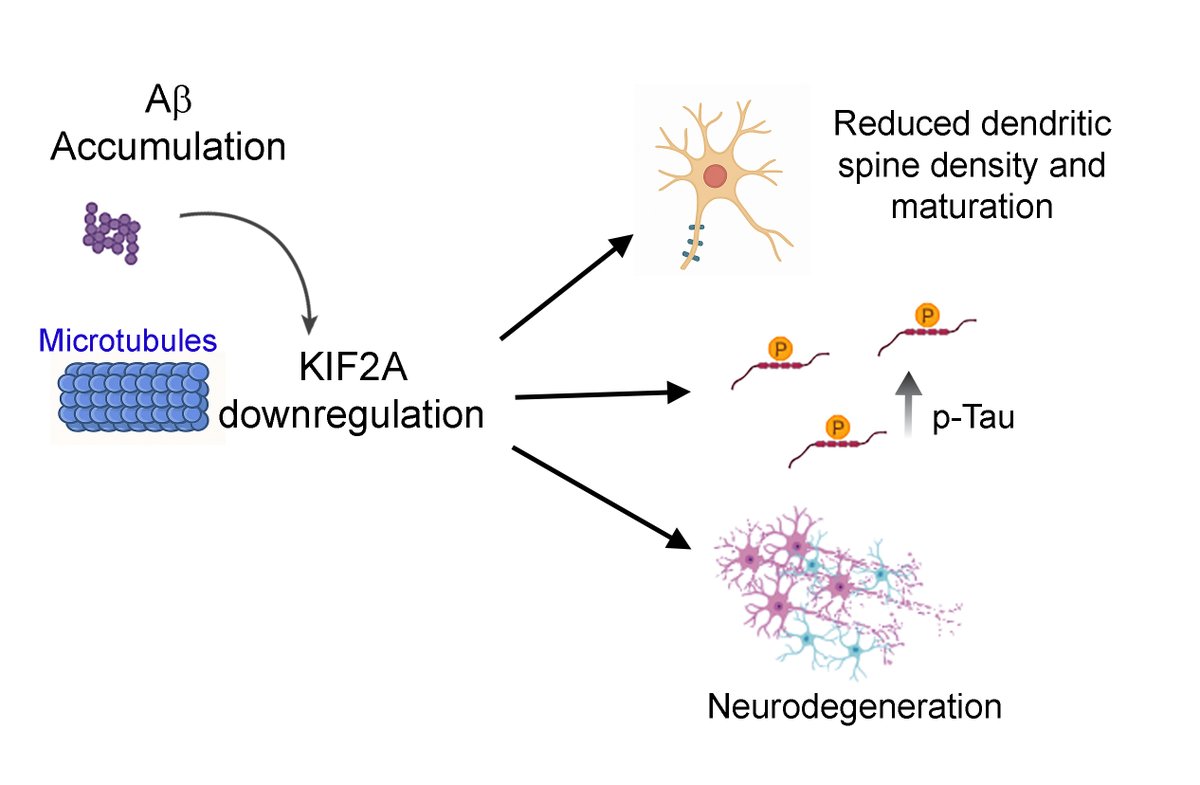 Ruiz-Reig et al. identify dysfunction of the microtubule-regulatory protein KIF2A as a key molecular event in the pathological cascade linking Aβ deposition to tau hyperphosphorylation and aggregation in Alzheimer’s disease. tinyurl.com/22vtapts