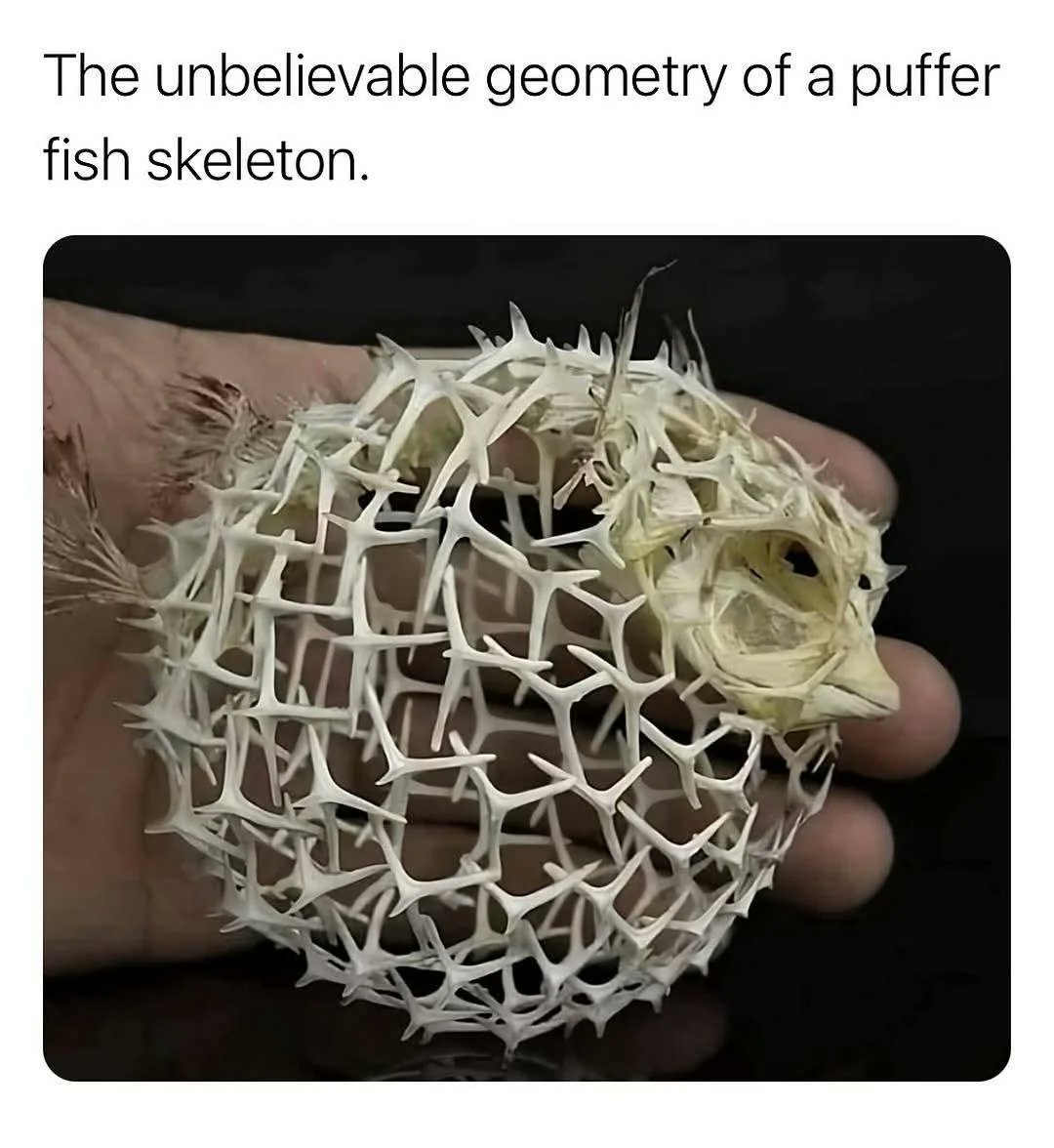 Gamma_Monkey's tweet image. I had to check and this is real 😃
#Amazing #nature #geometrysnacks