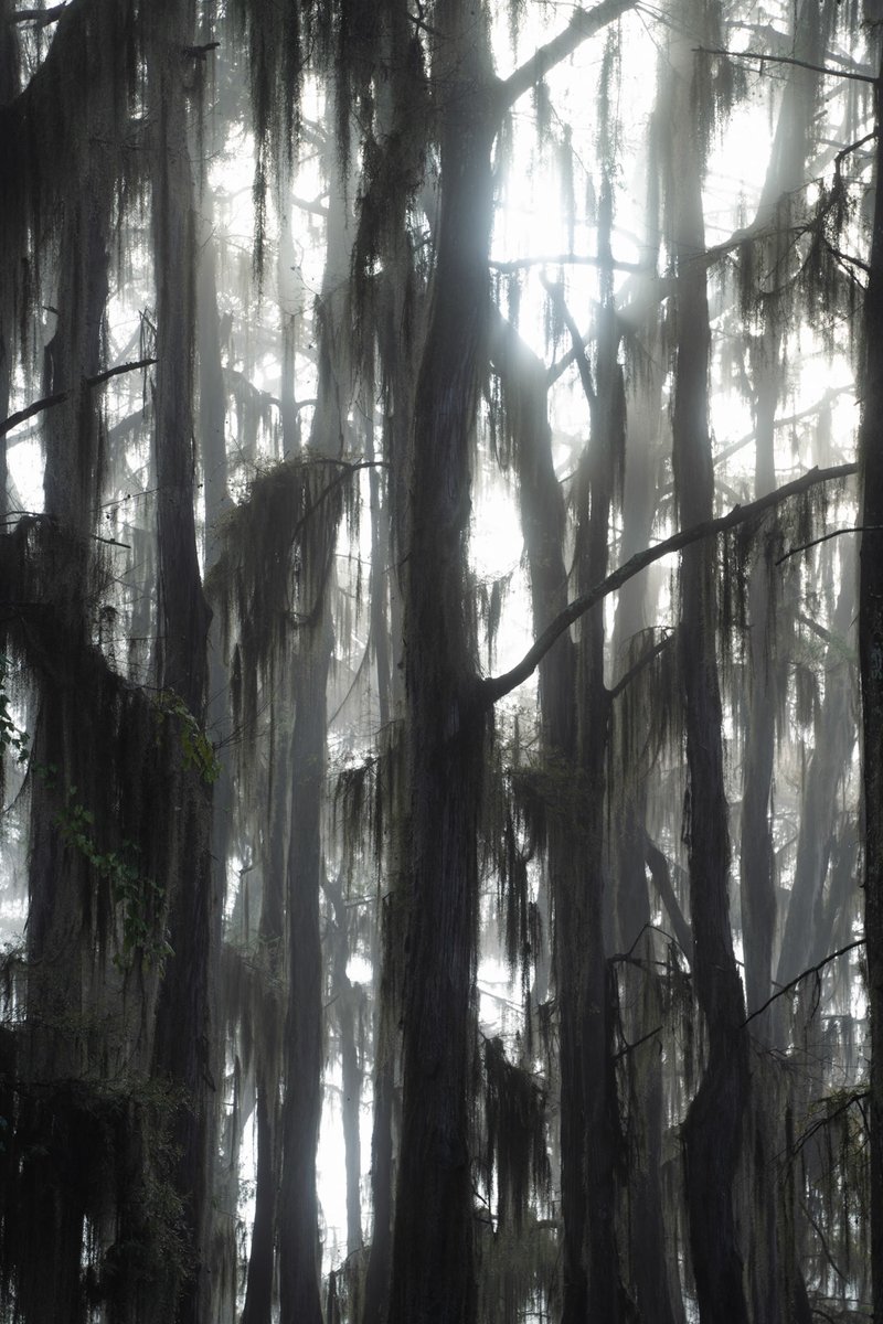 Spent the weekend in a swamp, came away with mosquito bites and some good images.