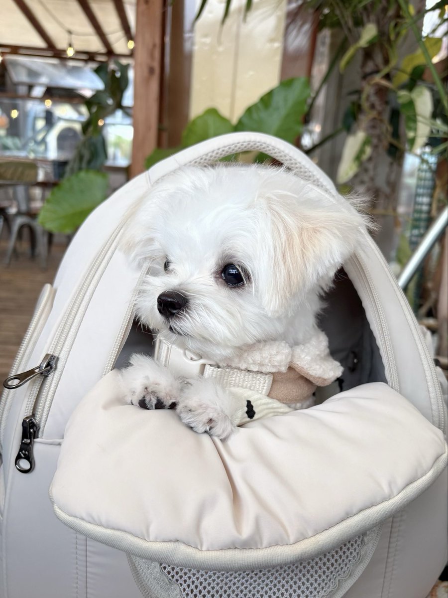 我が子ながらかわいすぎませんか…？
もしかして産んだ…？