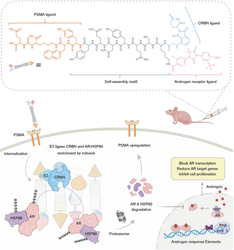 MedChemExpress's tweet image. 🔥Hot Off the Press | #Nano -#PROTAC: Dual-Target Protein Degrader
🧬A PSMA-targeted Nano-PROTAC using self-assembling nanotech can simultaneously degrade #AR &amp;amp; #HSP90, suppressing castration-resistant prostate cancer (#CRPC) and prolonging survival.
  · 80% AR &amp;amp; 65% HSP90…