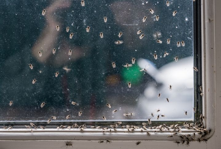 1ManAndALadybug's tweet image. Small cracks around pipes or windows = open doors for pests.

When was the last time you checked your home?

Full article here: buff.ly/nqHGezb 

#RodentControl #HomeMaintenance