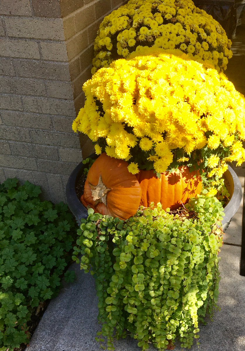 kjk3020's tweet image. Colorful! #snapshot #photography #flowers #art
