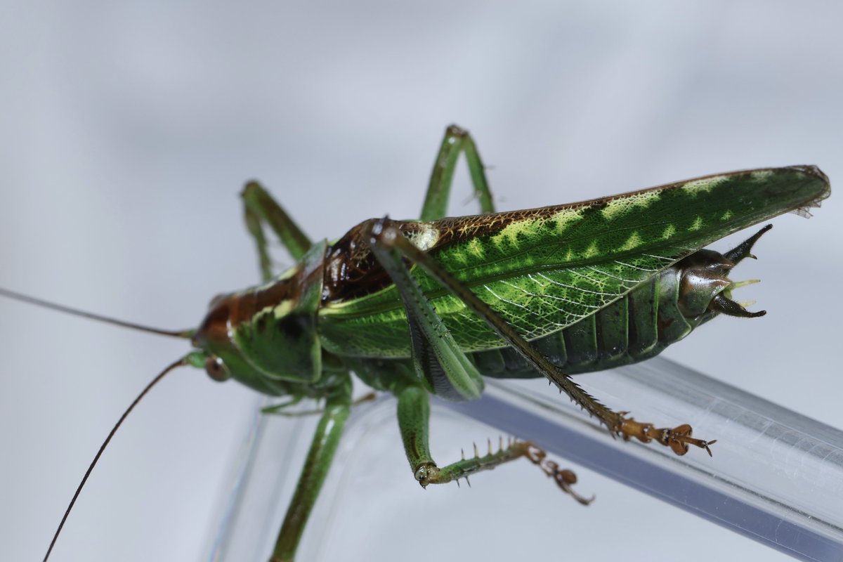 緑翅。 (@leaf_greenwings) on Twitter photo 