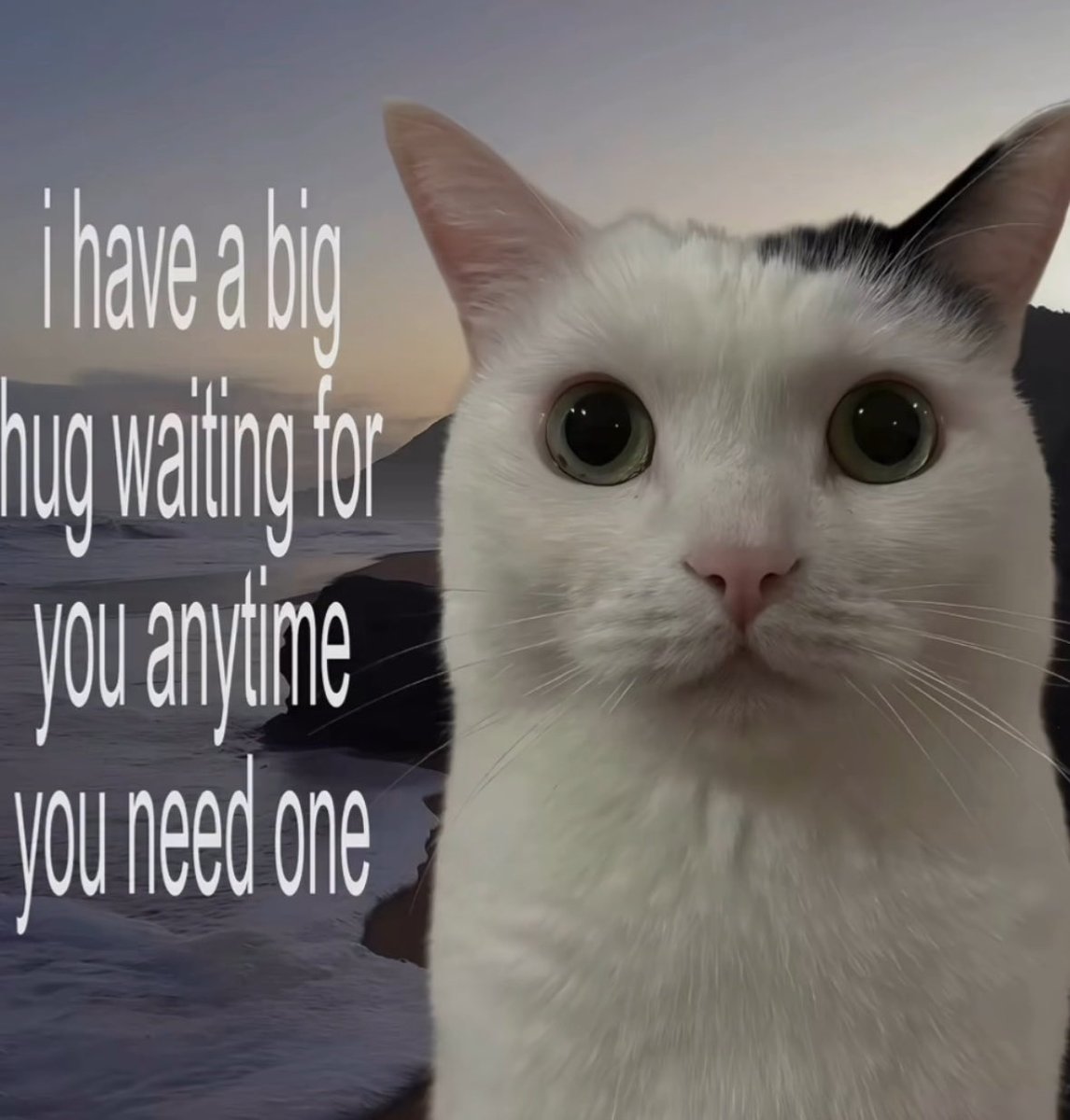 More Cats (@evenmorecats) on Twitter photo 