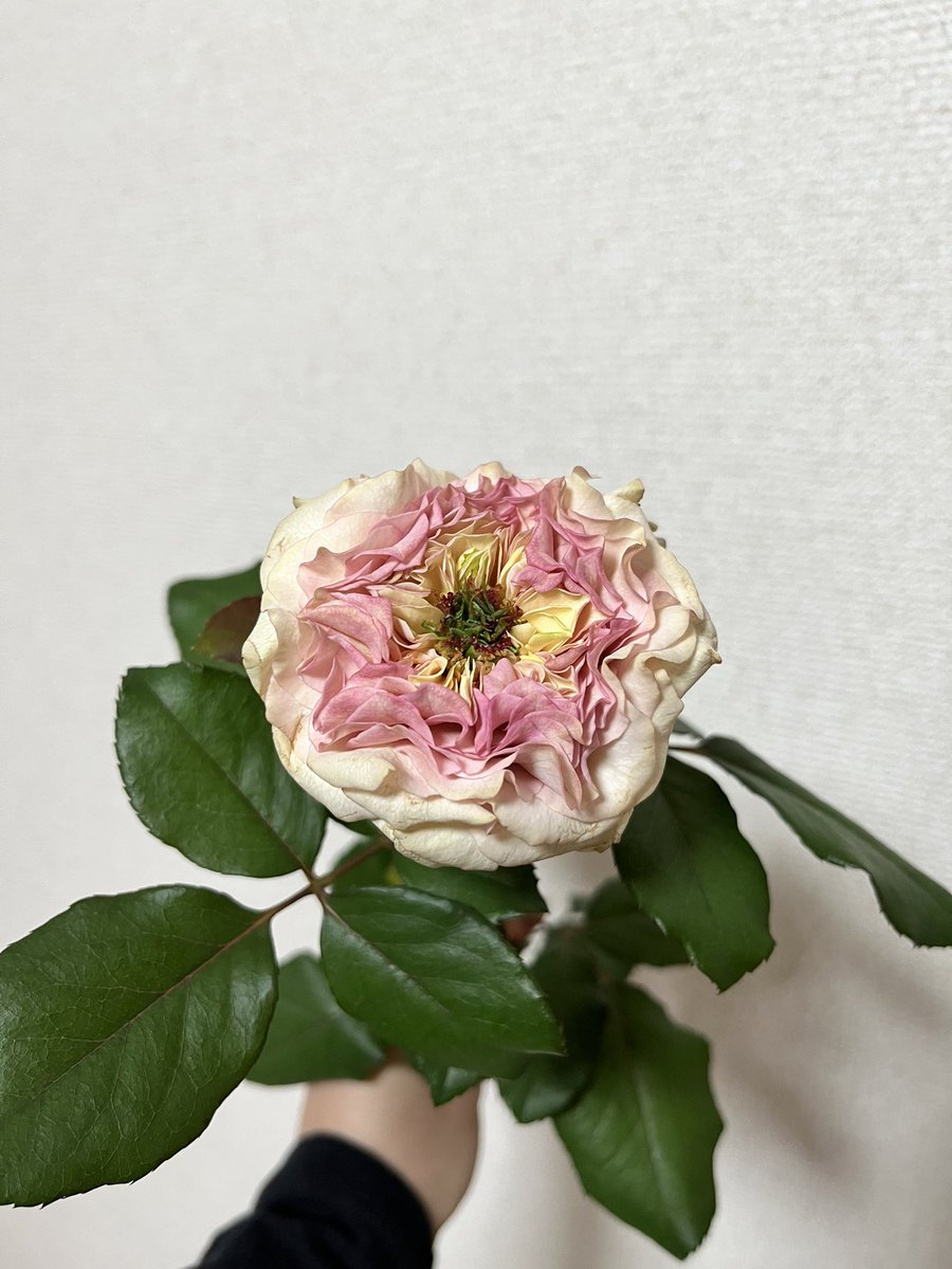 ローズ様 ローズ (@20040809rose) / Posts / X