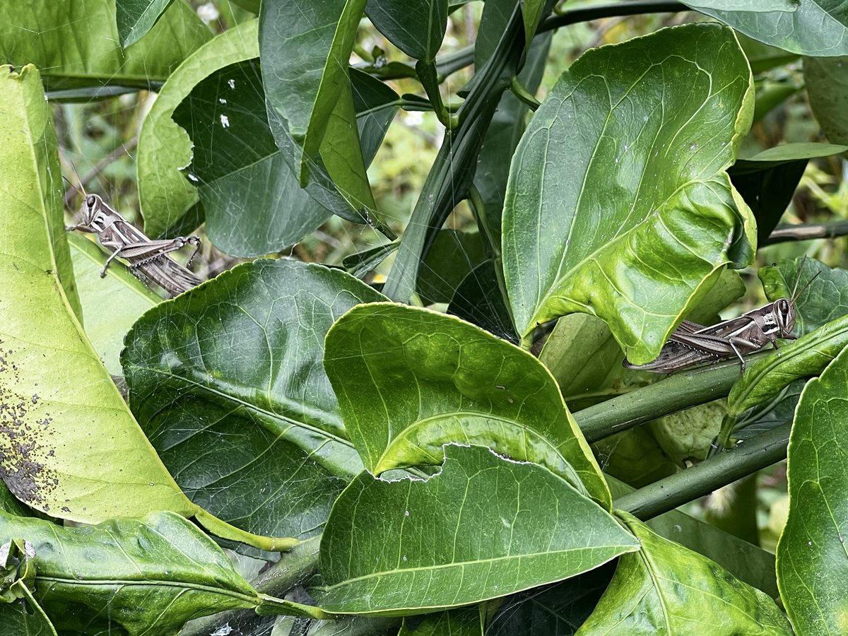 Bugbites4U's tweet image. ケンカした時こそ笑顔でって言ってませんでした？