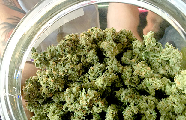 CarverJohns's tweet photo. Don’t Knock a Strong Cannabis Tolerance, It Could Help You Heal

Cannabis tolerance — the gradual acclimation to the sensory impacts of use — is usually framed in a negative light; something to be avoided or remedied. But being able to handle larger doses of cannabinoids can actually mean increased medical benefits.

Many medical patients starting cannabis worry about side effects like difficulty thinking, problems with memory, or lack of coordination.

One of the great benefits of developing a tolerance to cannabis is that many of these side effects go away: Studies show chronic cannabis users do not suffer from the same disorienting effects that leave occasional users unable to do everyday tasks, such as driving.

https://t.co/XZgq83jQMp