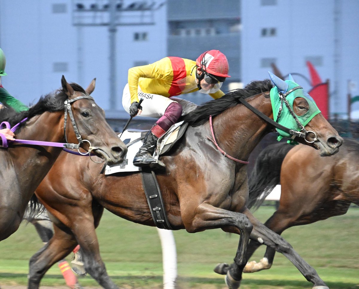 馬のいる景色 なかちぃ on X