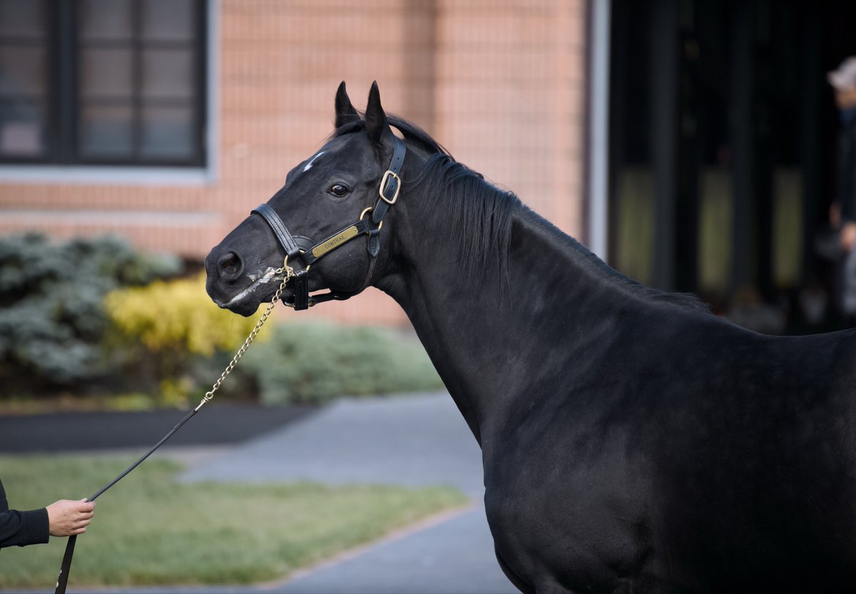 ステイゴールド ゼッケン 競馬ゼッケン レプリカ ステイゴールド 香港ヴァーズ優勝 競馬