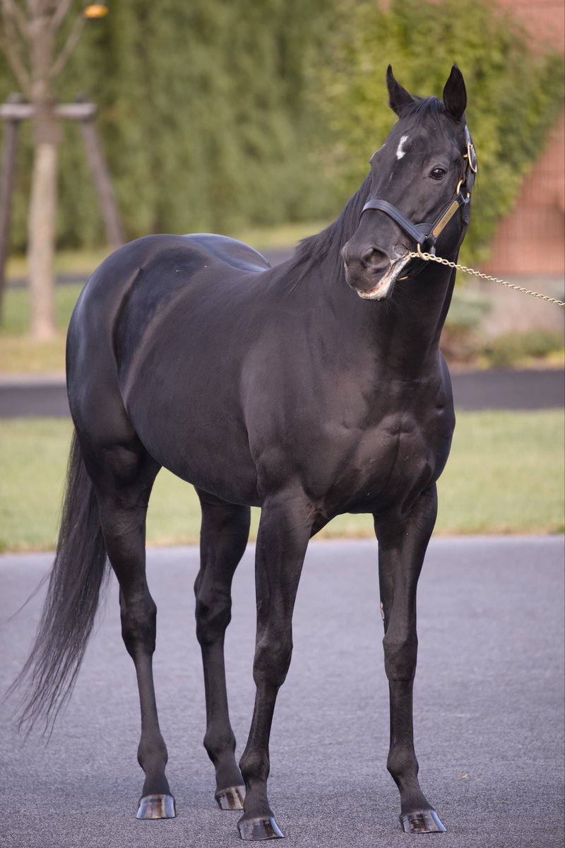 ステイゴールド ゼッケン Yahoo!オークション -「ステイゴールド 競馬」の落札相場・落札価格