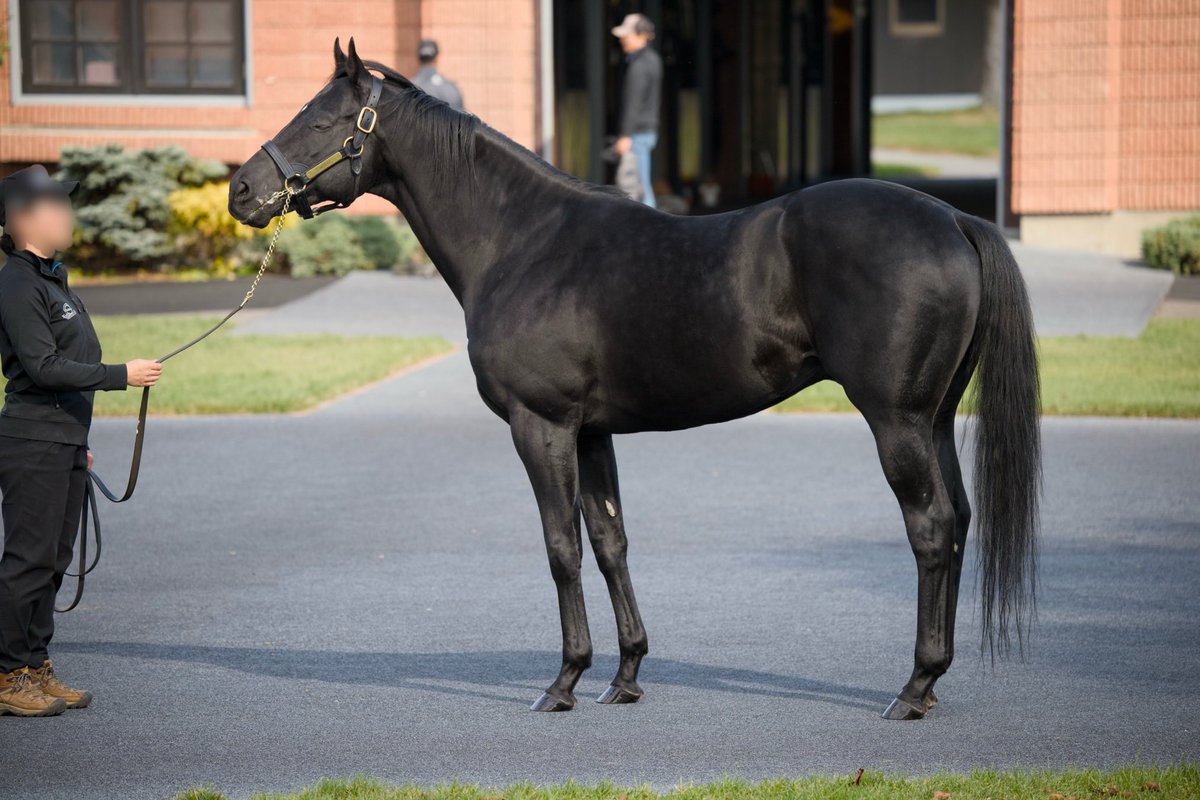 ステイゴールド ゼッケン Yahoo!オークション -「ステイゴールド 競馬」の落札相場・落札価格