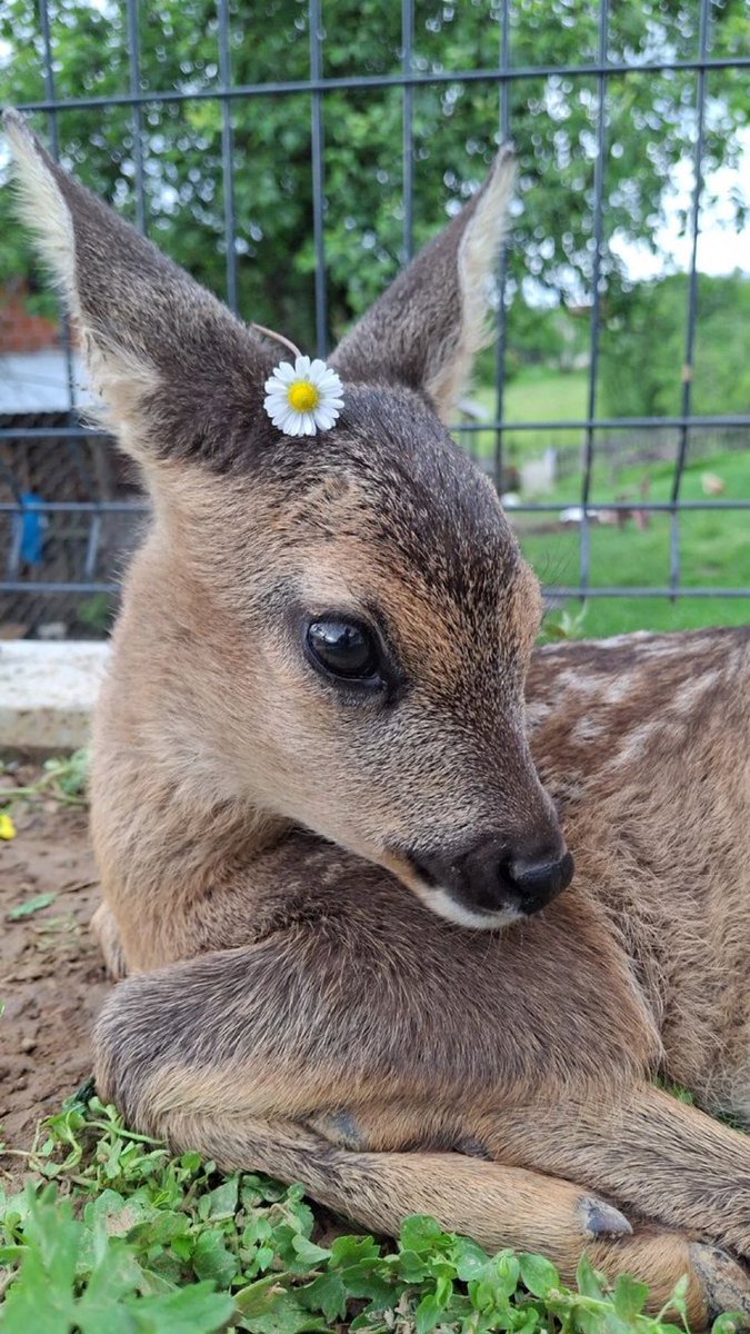 rinny (@fawns) on Twitter photo 