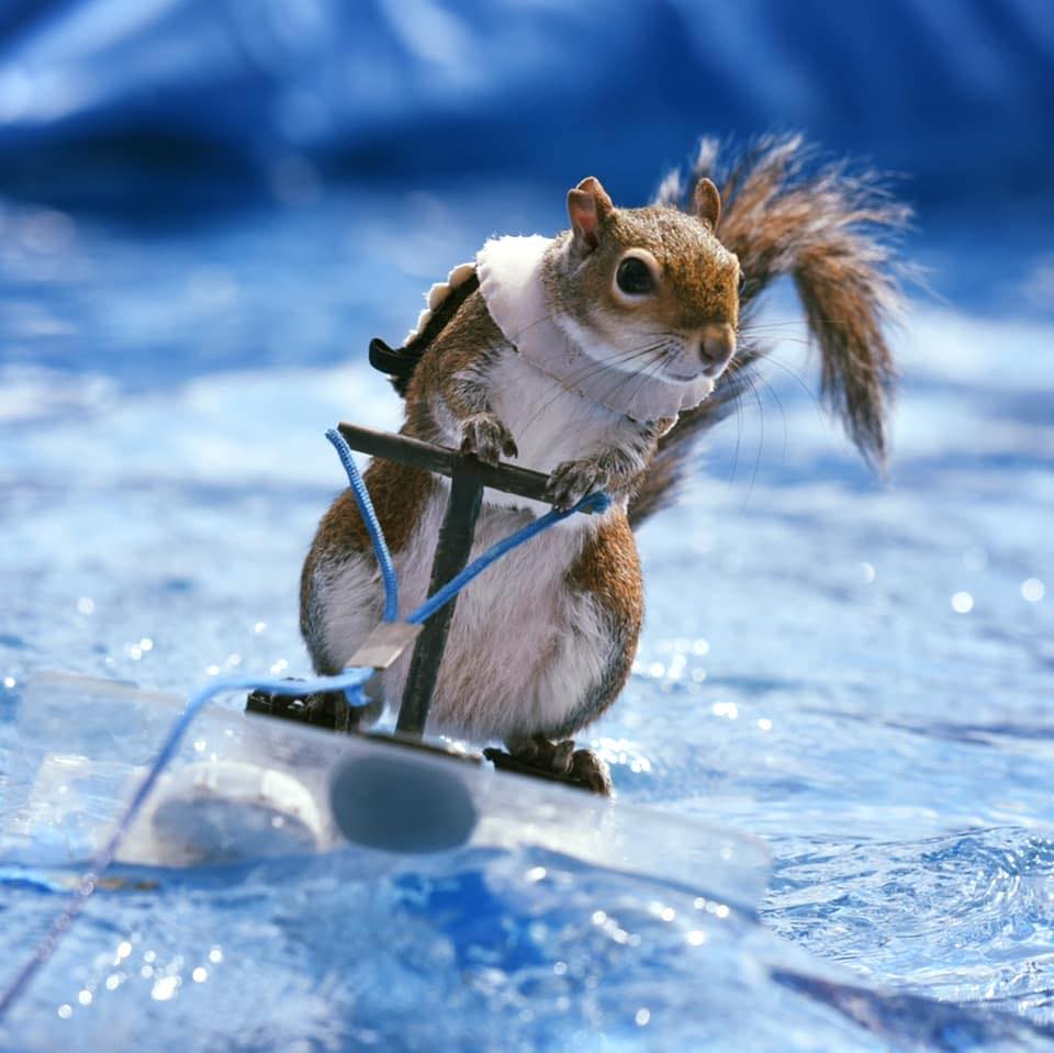 **MEMBERSHIP MONDAY!** A huge thank you to one of our tiniest water safety champions - Mariner Club member Twiggy The Water Skiing Squirrel! twiggyshow.com

→ **NOW IS THE TIME!** Explore membership with us today! safeboatingcouncil.org/memberships