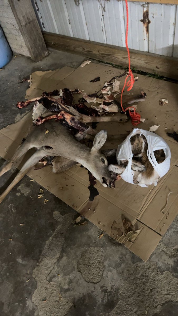 Penelope “Pinky” Guzzlebaum tweet media