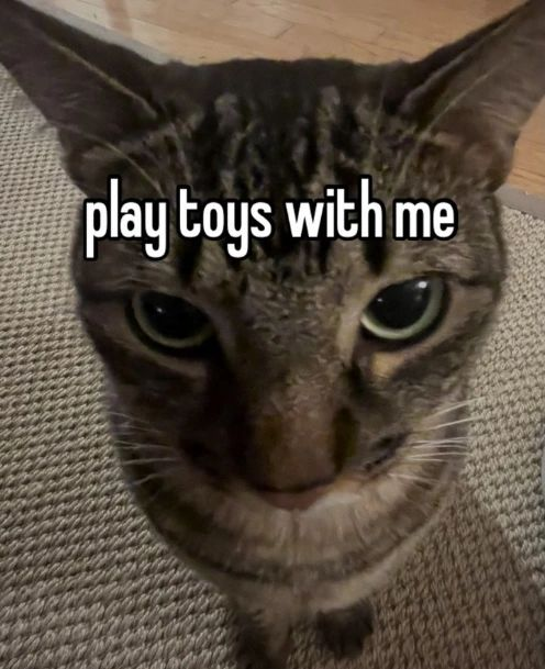 PunchingCat's tweet photo. https://t.co/ndtYQv7w6o
