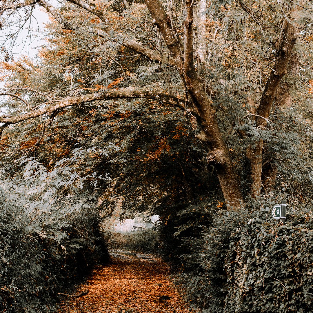 HubbardsSeeds's tweet image. Planting trees and hedges = cleaner air, safer soil, and happier wildlife 🌍 #ClimateAction #NatureSolutions