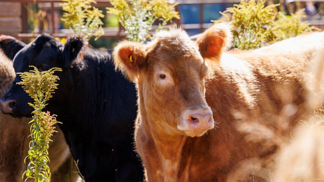 wcreec's tweet image. Calling all future livestock veterinarians in Nebraska! 📣 
The Nebraska Elite 11 Veterinarian Program is now accepting applications to help create a pathway for Nebraska students passionate about production-animal health. 
Learn more ›› buff.ly/B3AfOcg 📲