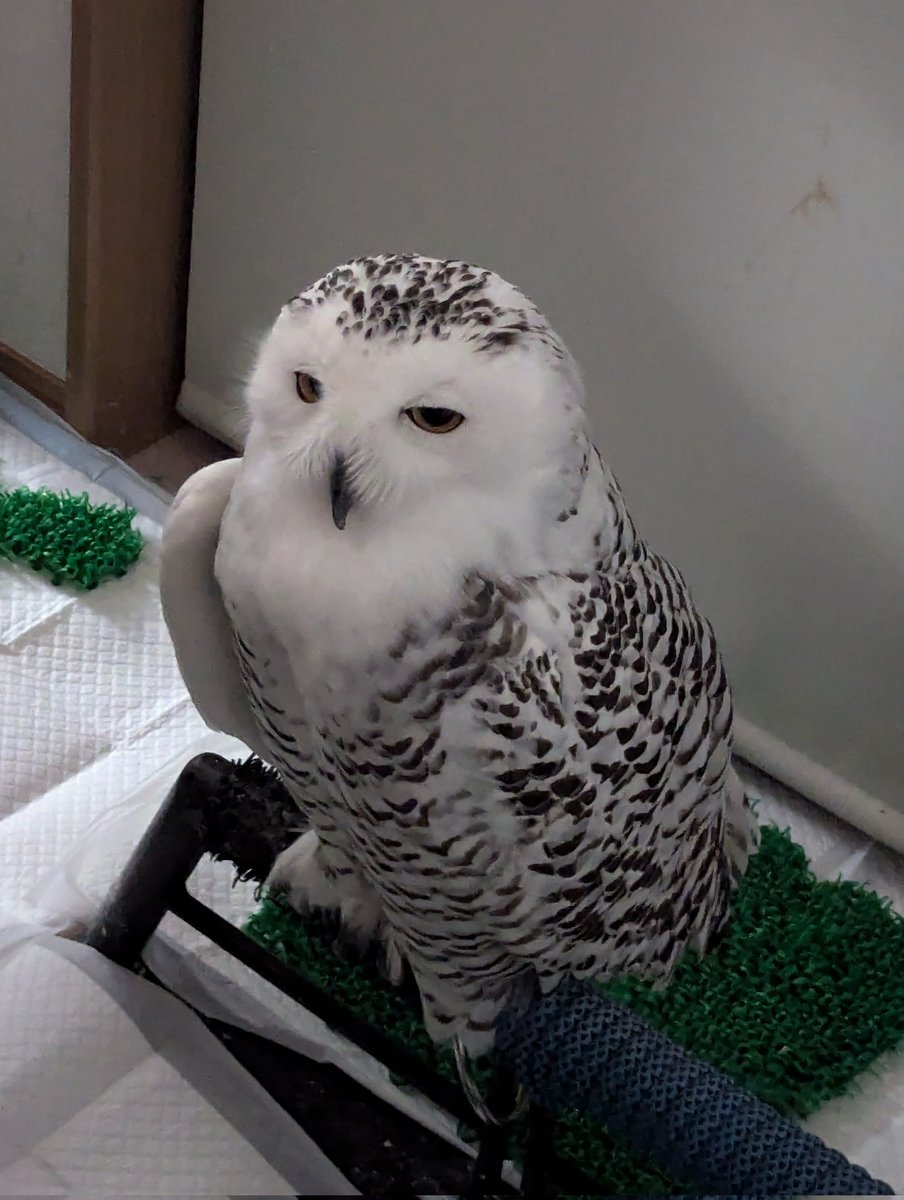 QUEEN (@queen88772608) / Posts / X