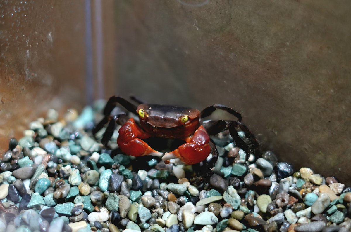 新品　匿名　 spindleshanks crab カニ 新品 匿名 spindleshanks crab カニ 新品 匿名 spindleshanks