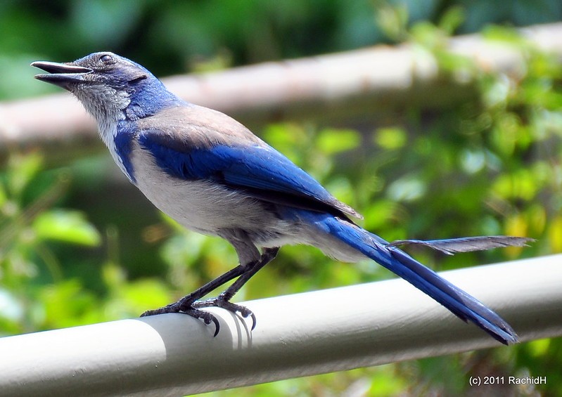 rachidH's tweet photo. #WesternScrubJay #Jay #Scrubjay #Aphelocoma #Acalifornica #Geaibuissonnier #Geai #Californie #DoloresHeights #SanFrancisco #SanFran #SF #California #CA #Ornithology
Rachid H shared a photo with you from the Flickr app! Check it out:
https://t.co/mCaToU2NqX https://t.co/KXtfa8zv4W