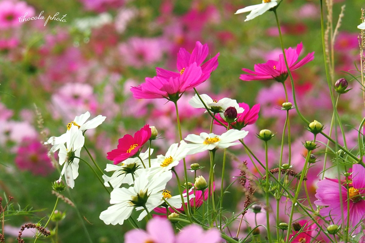 Chocola photo (@chocolaphoto) on Twitter photo 