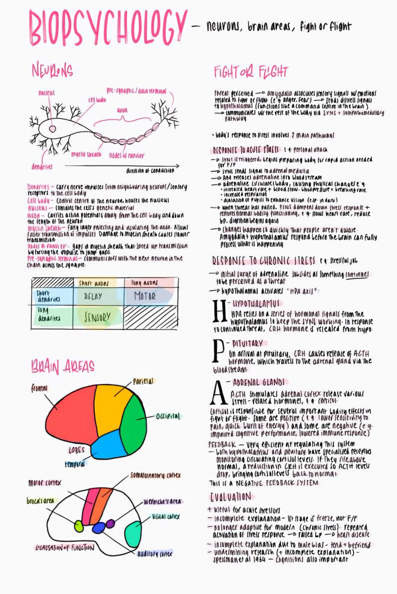0whitesnake0's tweet image. #notes #faal #biopsychology