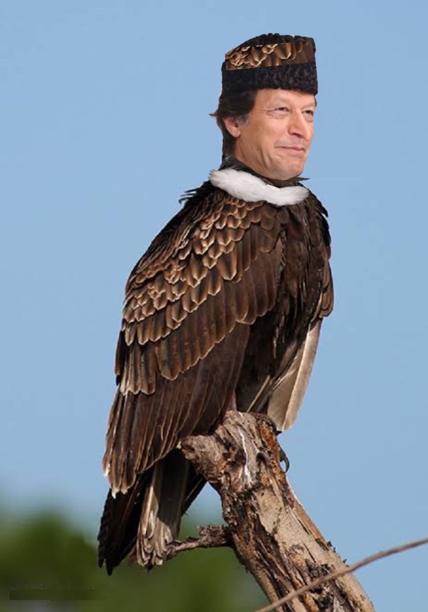 گدھ نمبر 804۔لاشوں کا بیوپار ۔ 🖐️