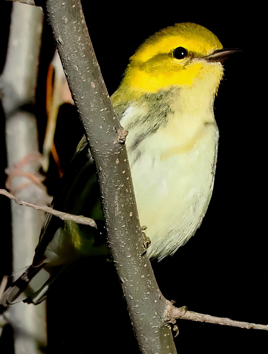 🎉🎉🎉 I was absolutely thrilled to spot a Black-throated Green Warbler flitting about Central Park's Reservoir. I hadn't had a good look at one all fall--until today! 🍁🍁🍁 #Warbler #CentralPark #birdcpp