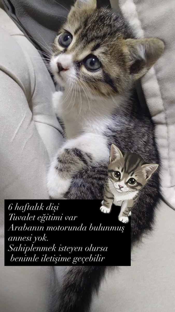 6 haftalık dişi yavru kedi , tuvalet eğitimi var. Araç motorunda bulunmuş. Annesi yok 🥺 istanbul içi sahiplenmek isteyenler benimle iletişime geçebilir