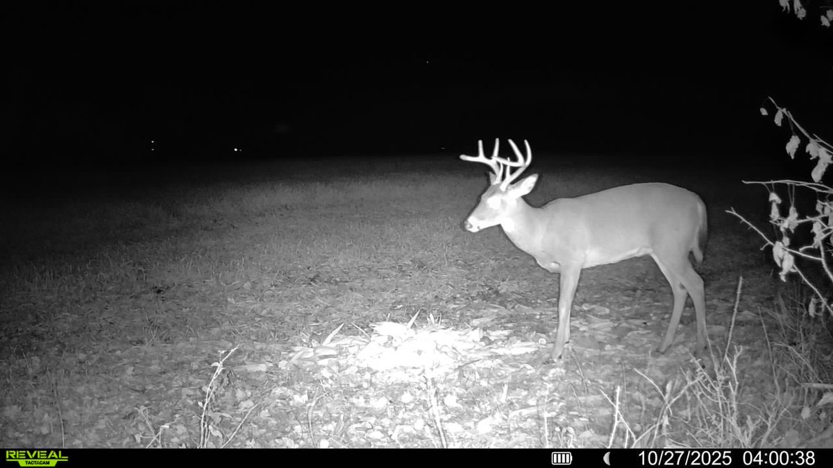 Had a VIP come to the restaurant early this morning. 🦌