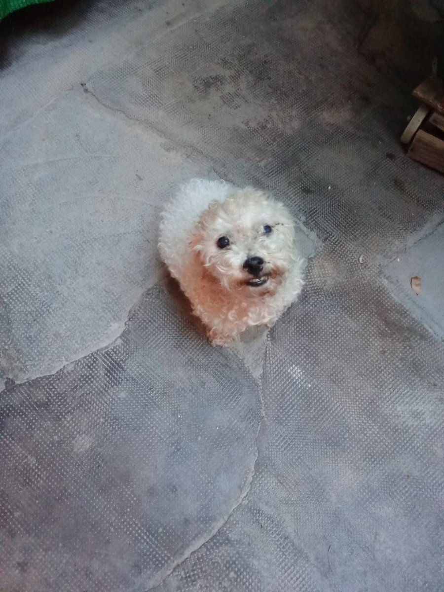 #Cuenca
Se busca hogar, para esta chiquitina de aproximadamente 9 años. Su humano ha fallecido y ella se ha quedado huérfana.

Está en Tarancón
Si puedes hacer algo por ella...

Contacto; WhatsApp 615 96 45 86.