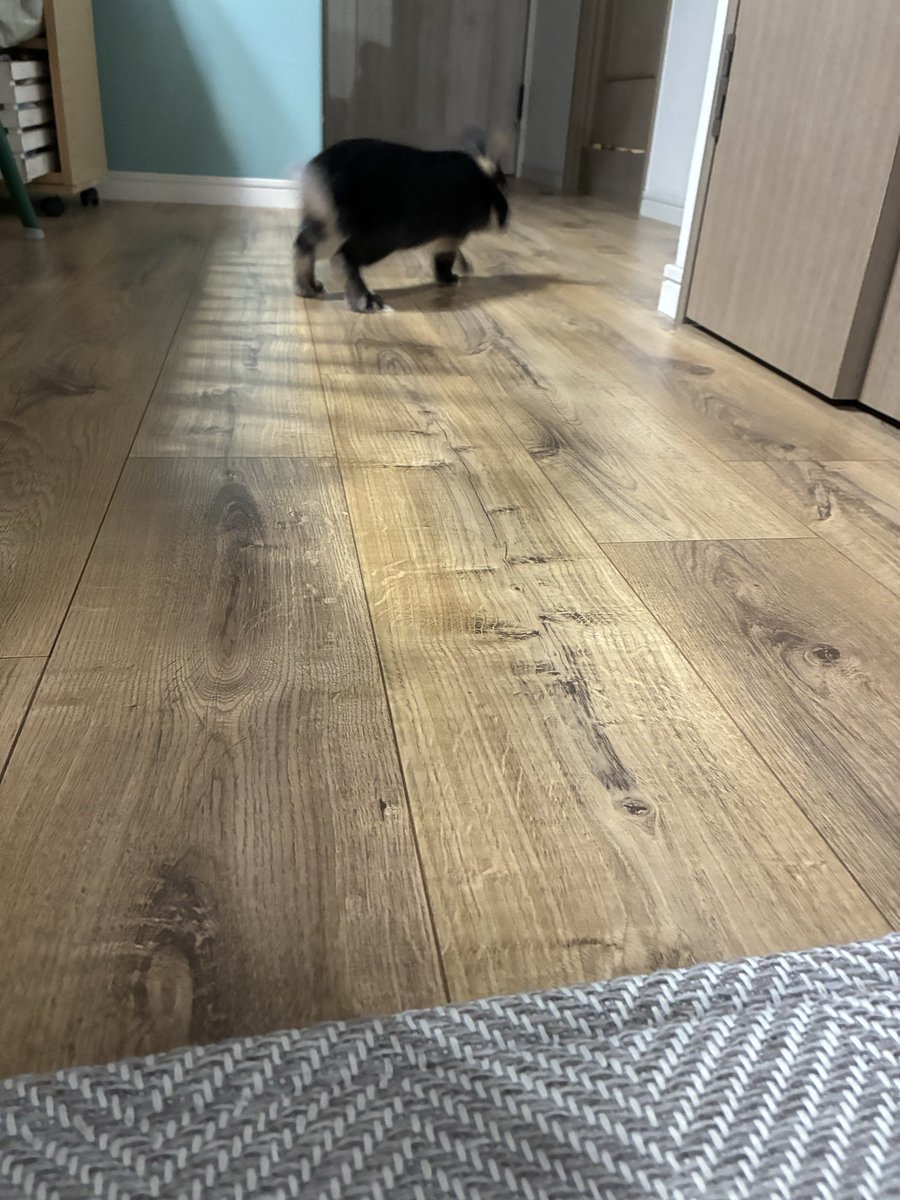 囲いから解き放たれた(脱走した)ヨル。

脚滑るから危ないよ。。

おやすみなさい