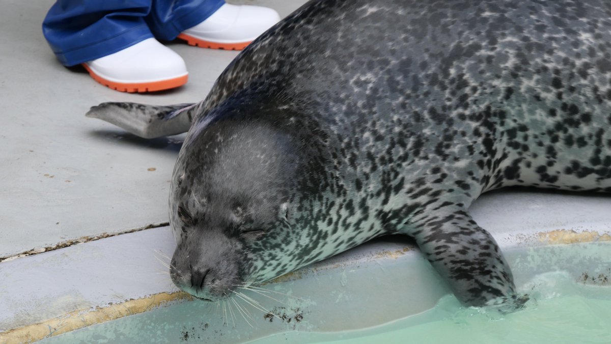 ま*読様 アザラシ　スクイーズ アザラシ スクイーズ - メルカリ