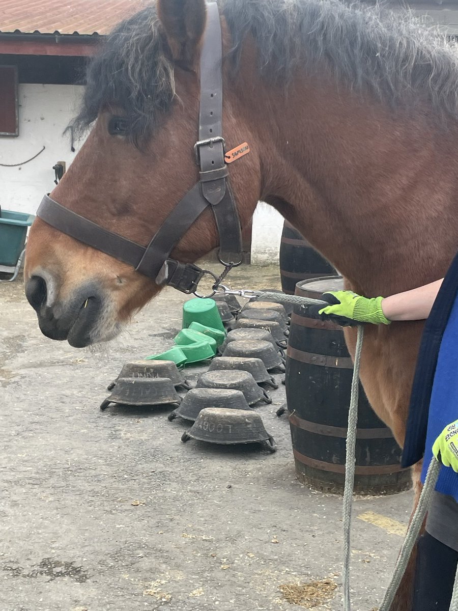 BronaghMcKee1's tweet image. Thanks to Jill @FestinaLenteIrl Co. Wicklow for an absolute cracking learning day as part of our Equine Assisted Activities level 3 Award @DiscoverCAFRE Enniskillen. Feeling mentally stronger after the practicals with the horses

#MentalHealthMatters #Equine #Therapeutic #Riding