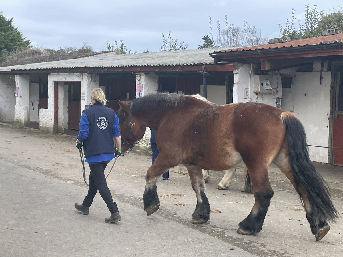 BronaghMcKee1's tweet image. Thanks to Jill @FestinaLenteIrl Co. Wicklow for an absolute cracking learning day as part of our Equine Assisted Activities level 3 Award @DiscoverCAFRE Enniskillen. Feeling mentally stronger after the practicals with the horses

#MentalHealthMatters #Equine #Therapeutic #Riding