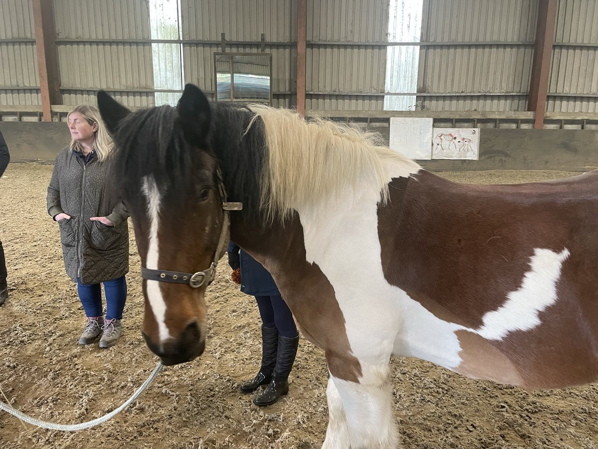 BronaghMcKee1's tweet image. Thanks to Jill @FestinaLenteIrl Co. Wicklow for an absolute cracking learning day as part of our Equine Assisted Activities level 3 Award @DiscoverCAFRE Enniskillen. Feeling mentally stronger after the practicals with the horses

#MentalHealthMatters #Equine #Therapeutic #Riding
