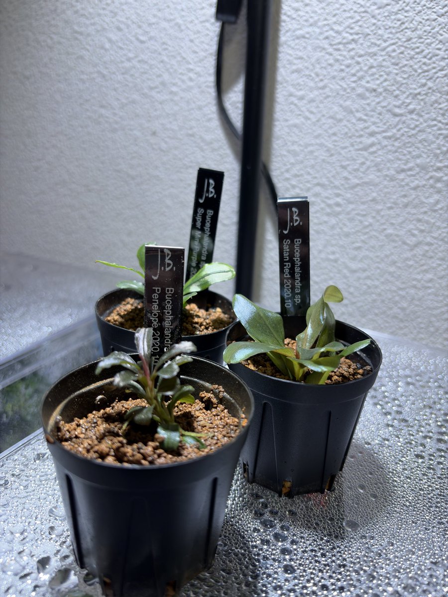 nekopurin0871's tweet image. JBさんの「ブセパ」梱包して送ってもらいました✋

斑入り群生株なし無し！🌿

Satan red、super Mini Purple、
Penelope…ペネロペ？？
大当たりじゃないですか！
ぶせガチャでPenelope一点狙いでずっと回してたんで嬉しい！
オリパハマりそう。またの機会にまた参戦します🔥
 
@sironekoab